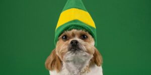 a small dog wearing a green and yellow hat