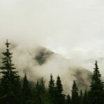 trees near mountain