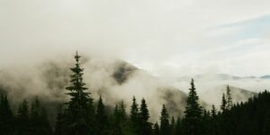 trees near mountain