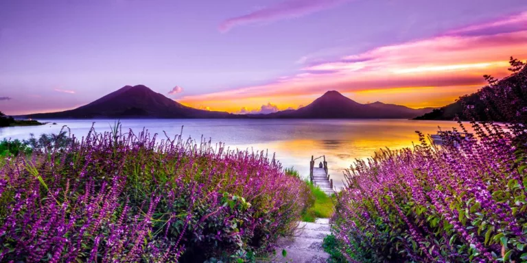 brown wooden dock between lavender flower field near body of water during golden hour