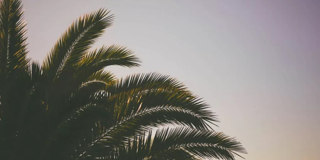 green coconut tree under skies