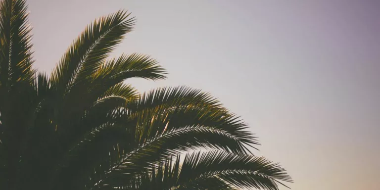 green coconut tree under skies