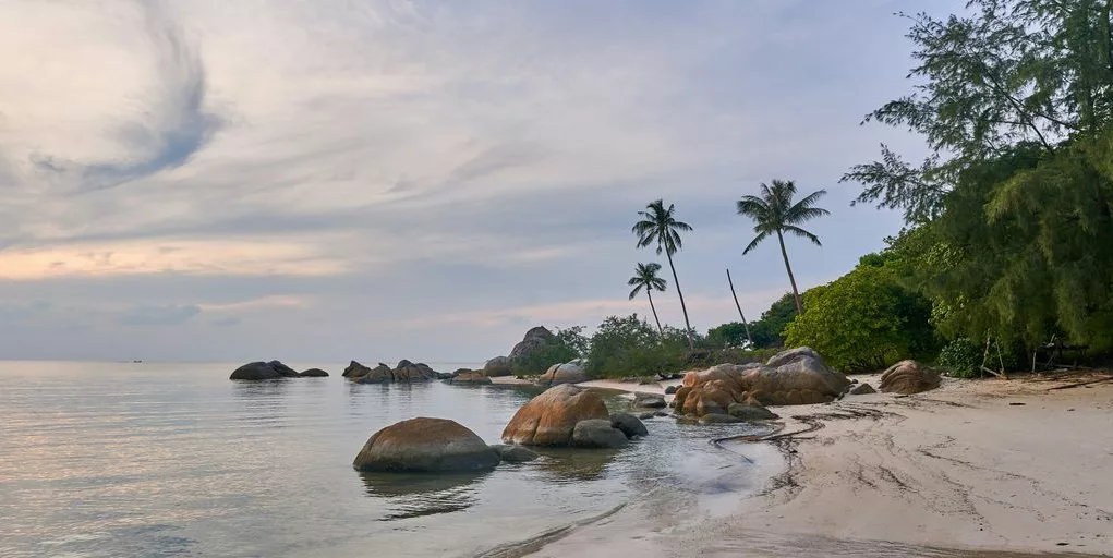 a beach with rocks and trees