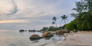 a beach with rocks and trees