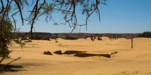 brown sand and green trees during daytime