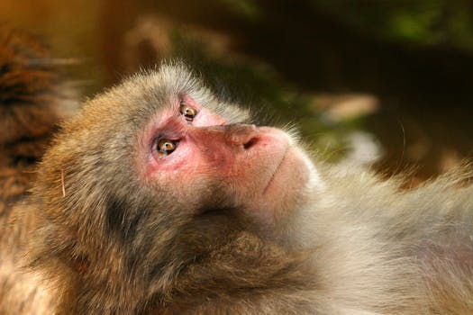 japanmakake-monkey-makake-animal-40653