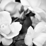 pexels-photo-13163494