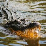 alligator-american-alligator-gator-dangerous-51318