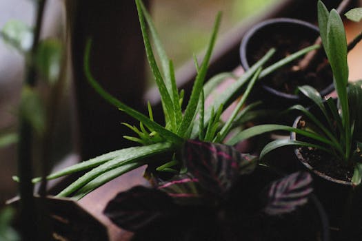 pexels-photo-11738505