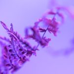 pexels-photo-15885018