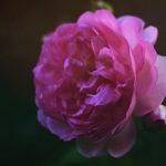 pexels-photo-1696622