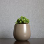 pexels-photo-17116296