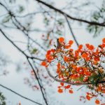 pexels-photo-31199079