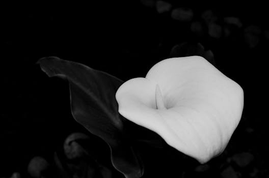 pexels-photo-8104574