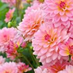 cover-image-108204