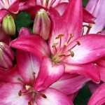 cover-image-110260