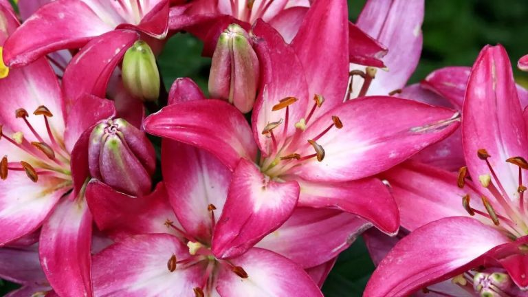 cover-image-110260