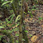 cover-image-110371