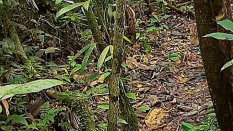cover-image-110371