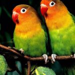 cover-image-92148