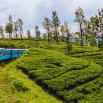 cover-image-98091