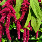 cover-image-111067
