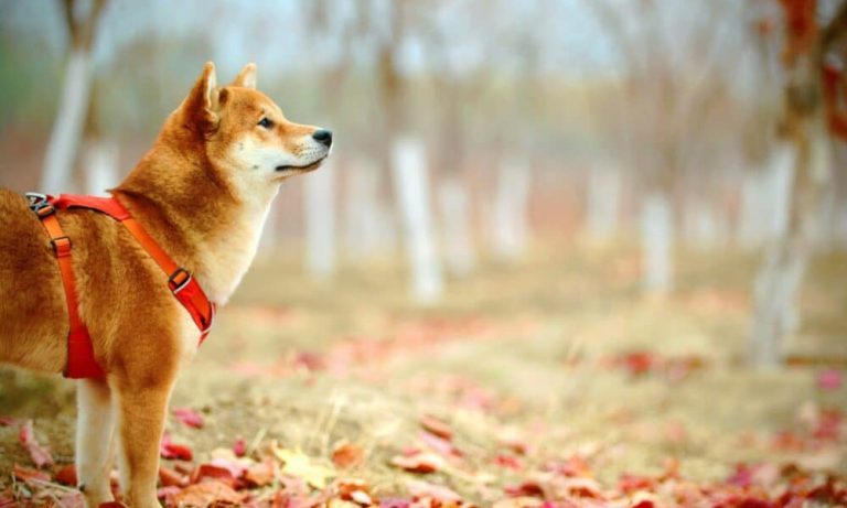 cover-image-150600